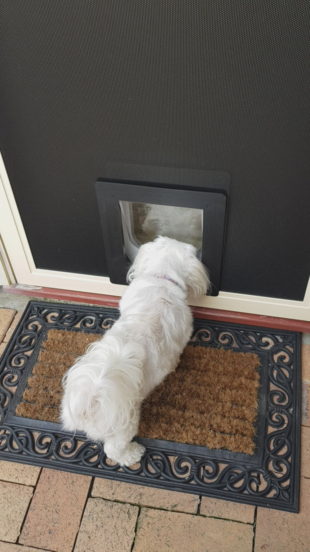 Dog Door In Action